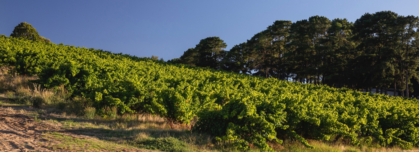 Willunga 100 Wines blind spot vineyard 